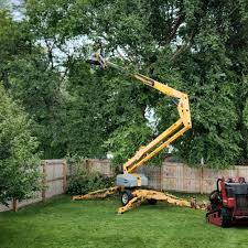 Professional Tree Services in Moosup, CT